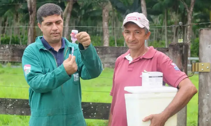 Adepará divulga datas para vacinação anual contra a Raiva dos Herbívoros no Pará