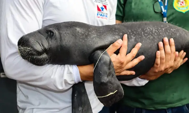 Alcoa investe em ações de proteção ao peixe-boi na Amazônia