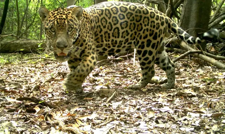 Alta densidade de onças na Amazônia esconde queda de fêmeas e preocupa pesquisadores