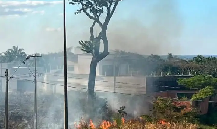 Após incêndio, castanheira de 70 anos segue queimando por dentro em Marabá