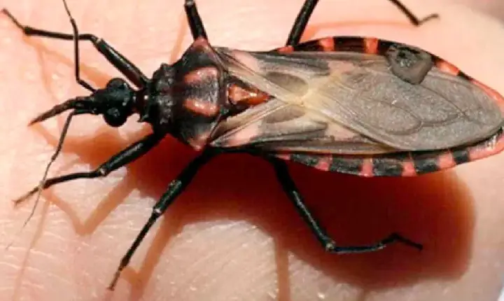 Após surto em Ananindeua, Saúde destina R$ 12 milhões para combate à Doença de Chagas