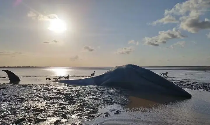 Baleia é encontrada encalhada e morta em praia no Pará