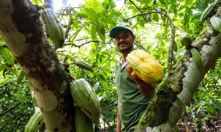 Bioeconomia da sociobiodiversidade movimenta mais de R$ 13 bilhões por ano no Pará, aponta estudo inédito