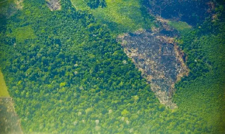 Bosque Grão-Pará cria iniciativas sustentáveis e destaca práticas em alinhamento à COP30