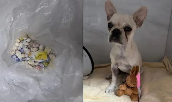 Cachorra é internada após ingerir 55 pedras de crack em Santa Catarina