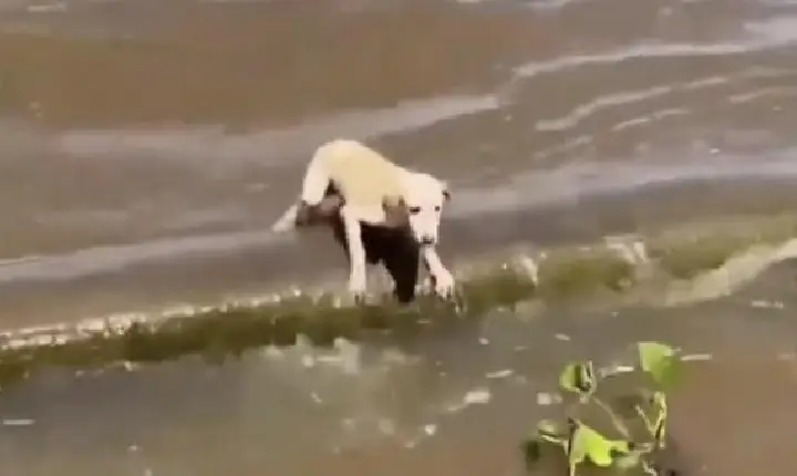 Cadela à deriva no Rio Amazonas é resgatada por tripulantes de barco que seguia para o Festival de Parintins