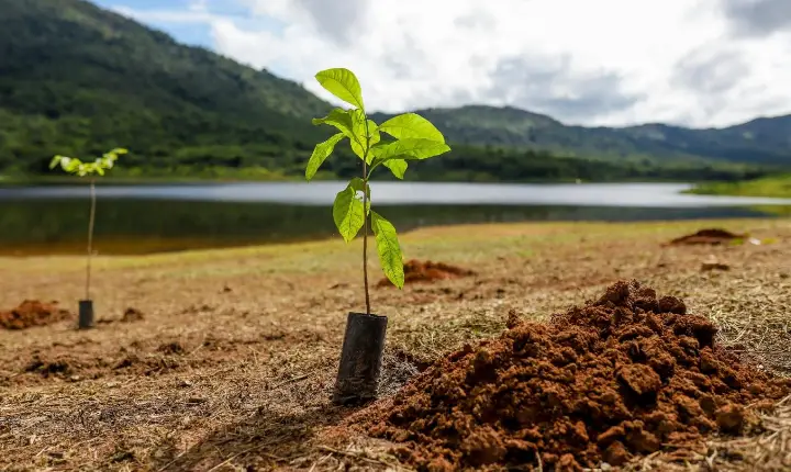 Canaã dos Carajás avança rumo ao verde