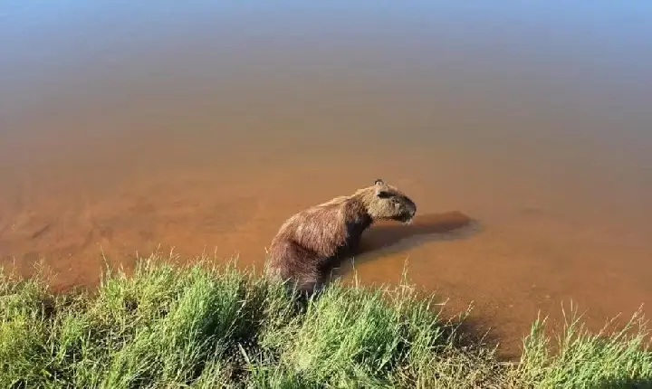Capivara fica paraplégica após ser baleada em Araguaína