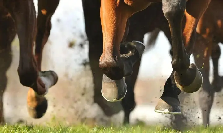 É amanhã: 1ª Corrida de Prado de Pacajá terá R$ 30 mil em premiações
