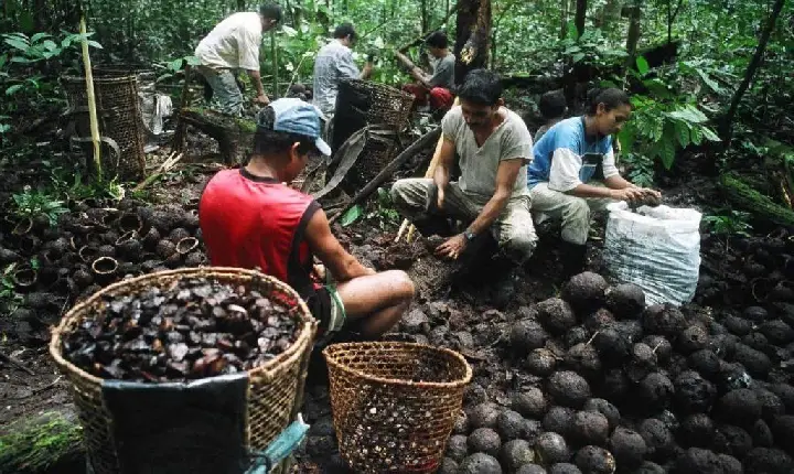 Égua, mano! Trump deixa açaí e castanha-do-pará fora de novo tarifaço