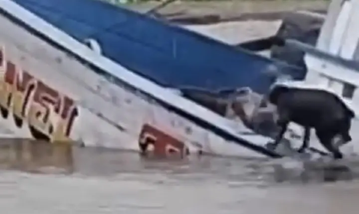 Embarcação naufraga no rio Amazonas e cachorro se salva, em Manaus