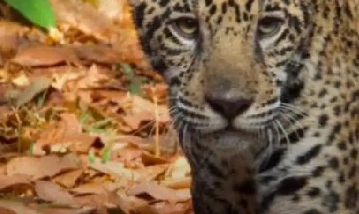 Filhote de onça-pintada Xingu completa seis meses e se prepara para receber visitantes no BioParque Vale Amazônia