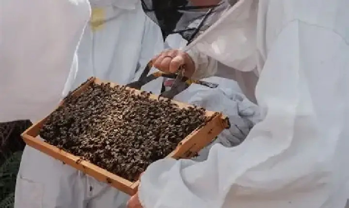 Goianésia do Pará abre inscrições para curso de apicultura com foco na produção de própolis