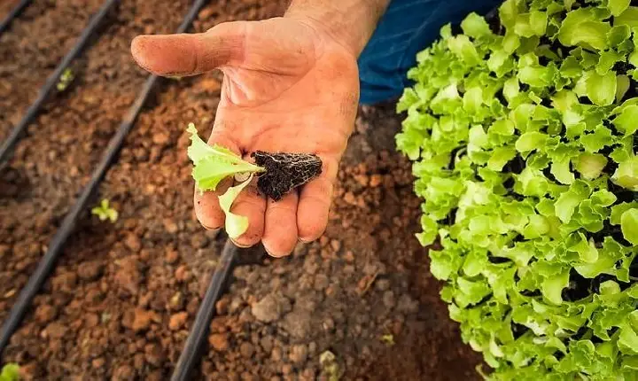 Goianésia do Pará abre inscrições para curso de olericultura fundamental