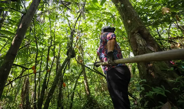 Governo do Pará lança ‘Acelera Ater’ para injetar R$ 222 milhões na agricultura familiar