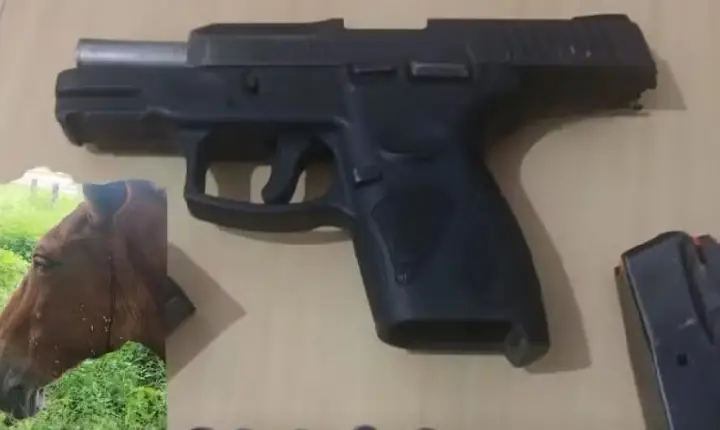 Homem é detido após atirar em burro na zona rural de Bacabal