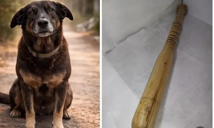 Laudo confirma crueldade: adolescentes introduziram pedaço de madeira em cachorro enquanto ele ainda estava vivo