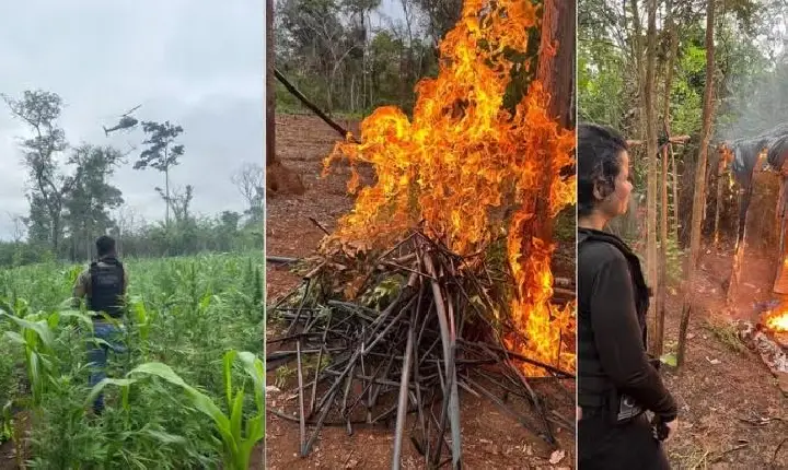 Mais de 10 mil pés de maconha são destruídos em terra indígena em Grajaú (MA)