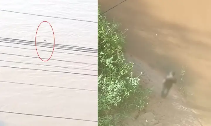 Mais um cachorro é jogado no rio Itacaiunas e morre afogado em Marabá