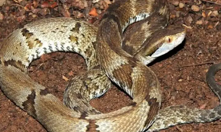 Mulher de 92 anos morre após ataque de jararaca em fazenda no Marajó