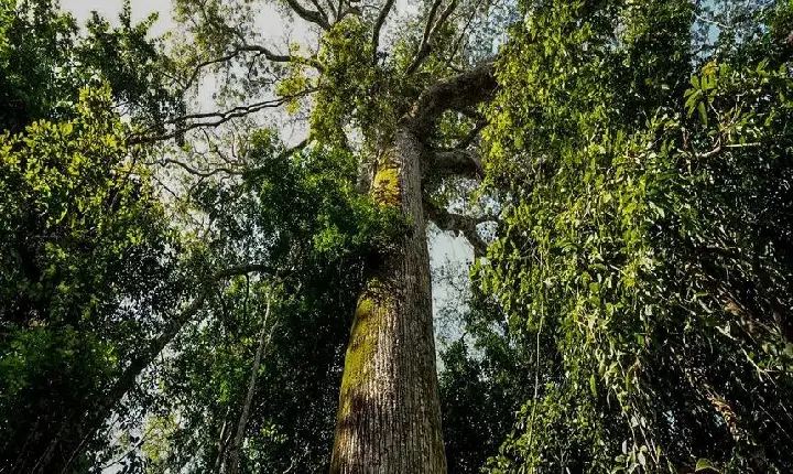 No Dia Mundial do Meio Ambiente, Pará ressalta avanços em políticas ambientais e desenvolvimento sustentável
