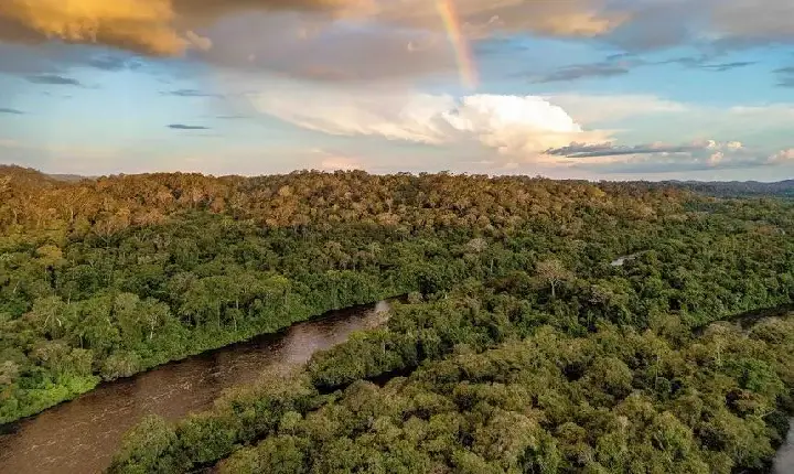 Pará consolida maior concessão para manejo florestal sustentável do Brasil