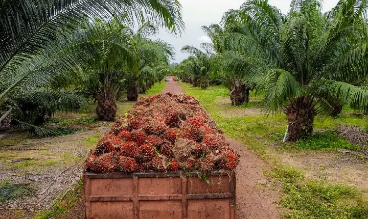 Pará é o maior produtor de dendê do Brasil, com um crescimento histórico do setor