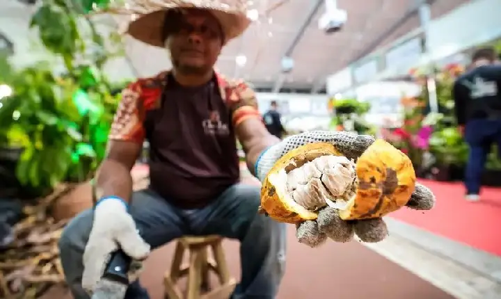 Pará lidera produção de cacau no Brasil e concentra mais de 50% da riqueza do setor