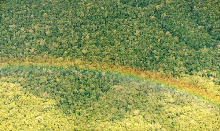 Pará reduz em 51% os alertas de desmatamento, apontam dados do INPE