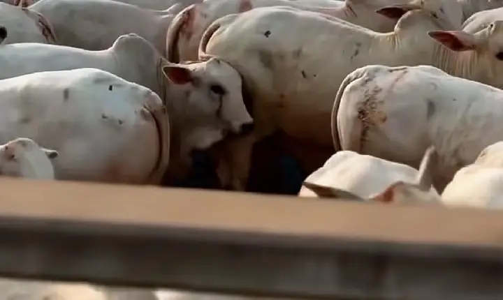 Platina Foods fortalece negócios entre Xinguara e a China por meio da exportação de carne bovina