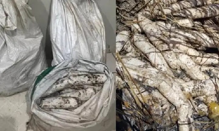 Polícia Militar apreende grande quantidade de explosivos em Curionópolis após denúncia de moradores