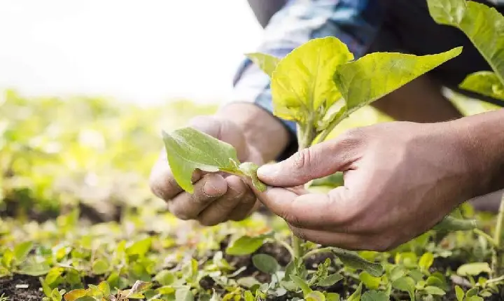 Prefeitura de Goianésia do Pará amplia atendimentos aos produtores da Comunidade Santa Paula