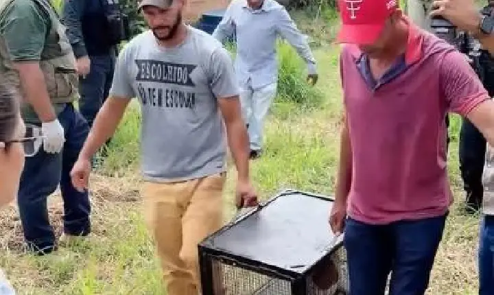 Prefeitura de Xinguara resgata animais abandonados e reforça combate aos maus-tratos