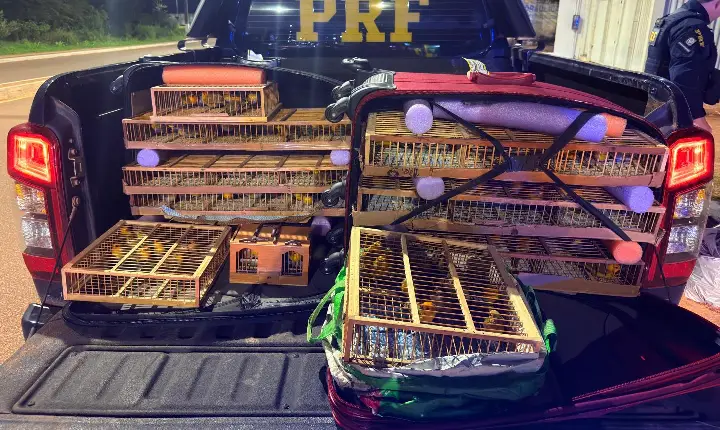 PRF apreende 317 aves silvestres transportadas ilegalmente na BR-163, em Santarém