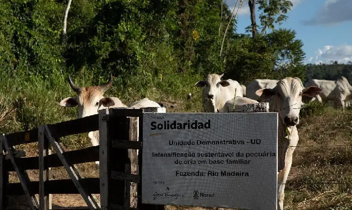 Produtividade da pecuária familiar na Amazônia dispara 64% com adoção de agricultura regenerativa