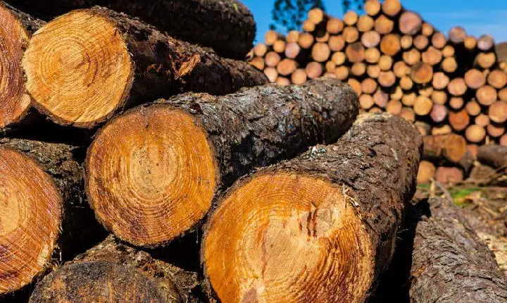 Redenção ganha destaque no comércio exterior e impulsiona economia no Pará