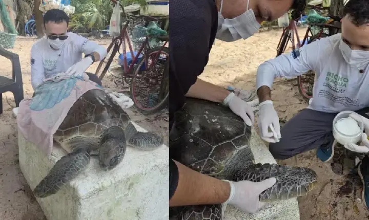 Tartaruga-verde ameaçada é resgatada com vida perto de Belém