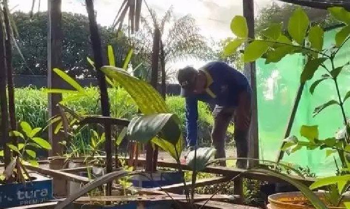 Trabalho e dedicação no Viveiro Municipal ajudam a transformar Xinguara