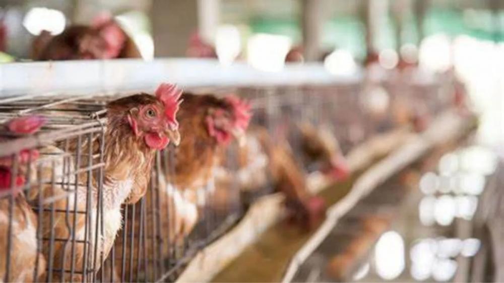 Helder decreta estado de emergência contra gripe aviária