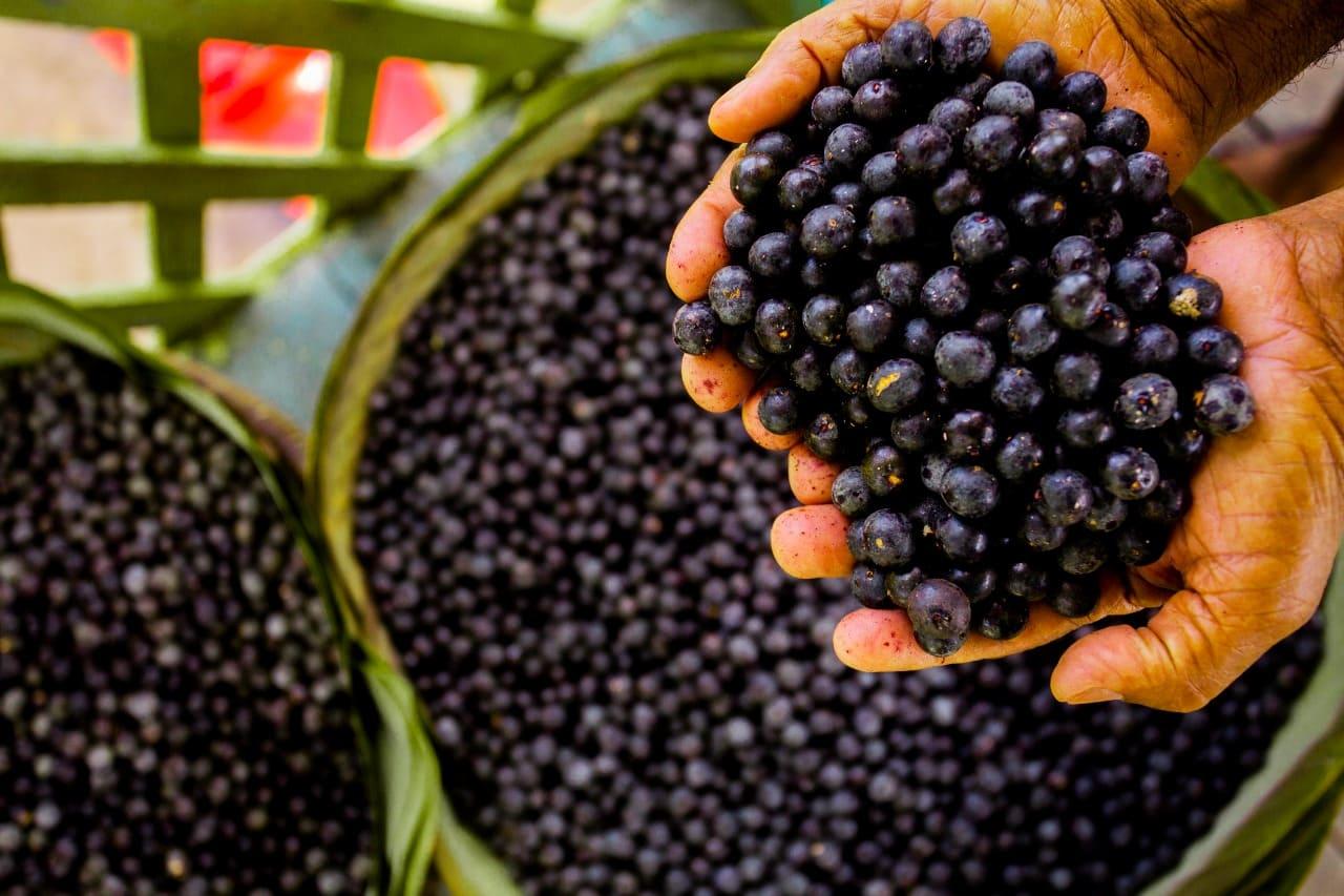 Pará é líder na produção nacional de abacaxi, açaí, cacau, dendê e mandioca
