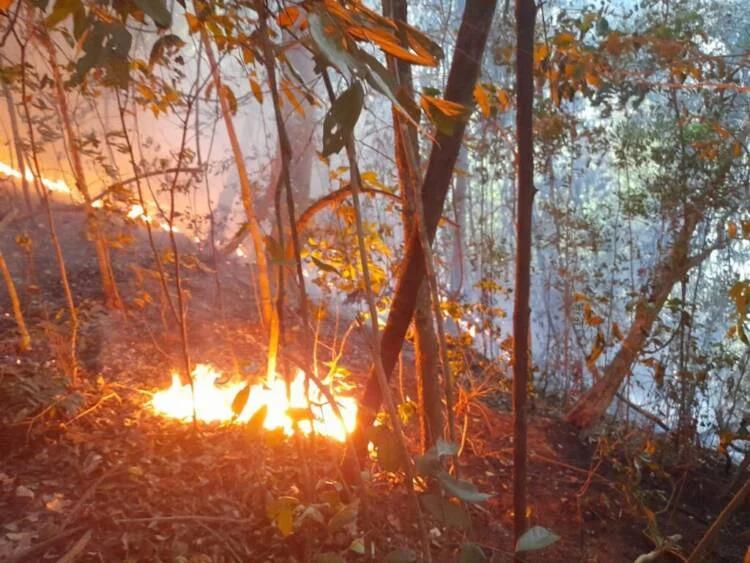 O fogo ainda queima: Floresta Nacional de Carajás sofre em chamas há cinco dias