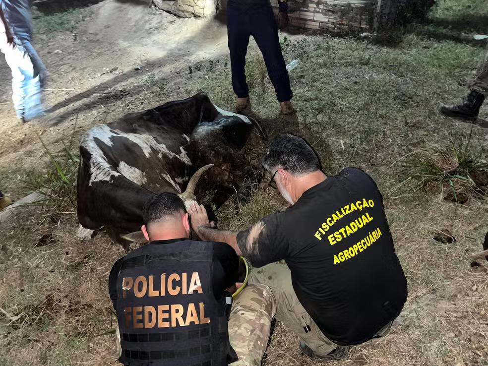 São Félix do Xingu: Ibama e PF retiram 158 bois criados ilegalmente na TI Apyterewa