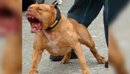 Meu Deus! Homem é atacado por pitbull enquanto fazia entrega em Parauapebas