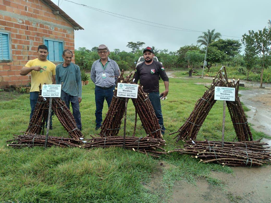 Produção rural: variedades de mandioca de alta produtividade chegam a Itupiranga