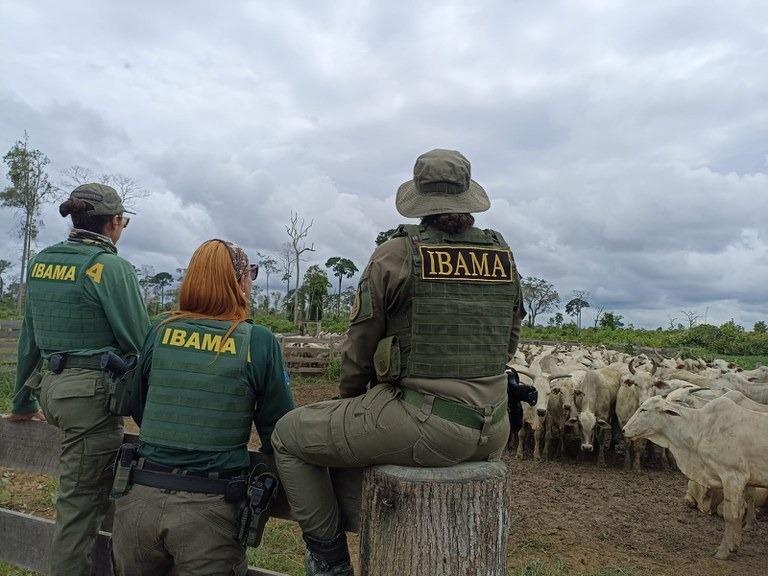 Produtores Rurais da Amazônia processam Ibama e exigem mais transparência nas apreensões de gado