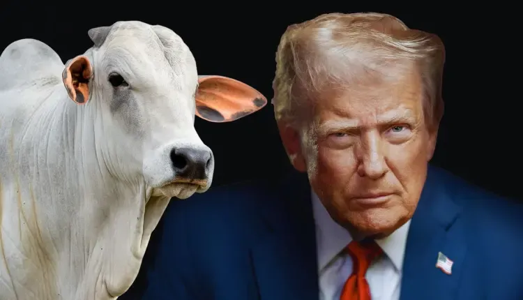 Obrigado, Trump: agro e mineração no Pará vão tomar prejuízo com tarifaço ideológico