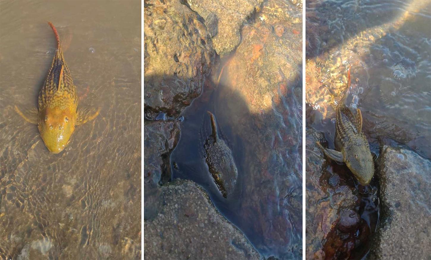 Terror em Santana do Araguaia: peixes apodrecendo vivos revelam crise de contaminação por agrotóxicos