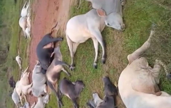 Raio atinge fazenda e mata rebanho em Trairão