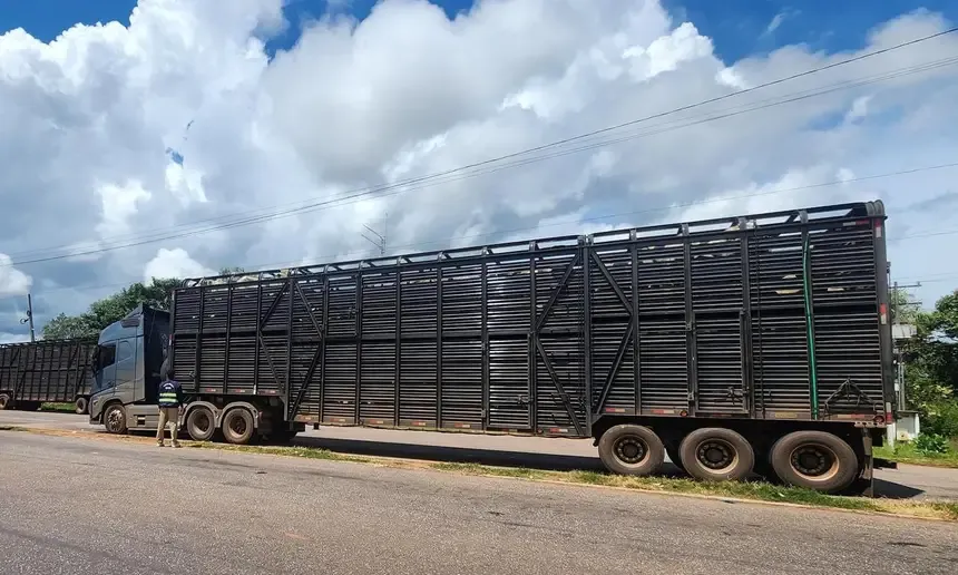 Sefa apreende gado e cacau no Araguaia