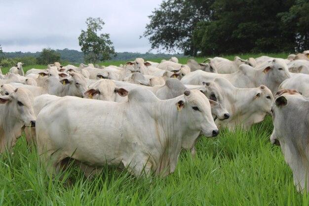 Pará consolida protagonismo nacional na agropecuária, aponta Boletim Agropecuário